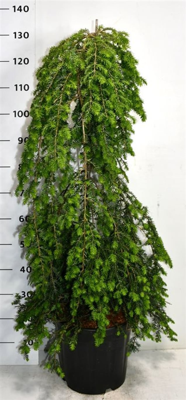 Tsuga can. 'Pendula' - C20 100-125 CM